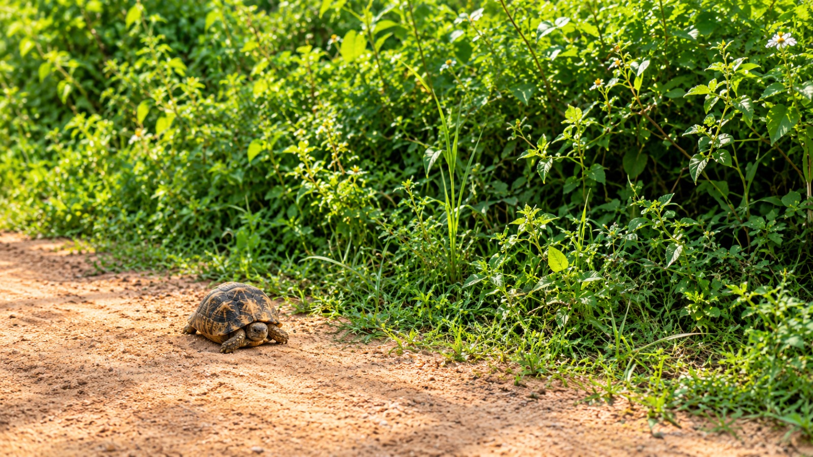 Sri Lankan Star Tortoise